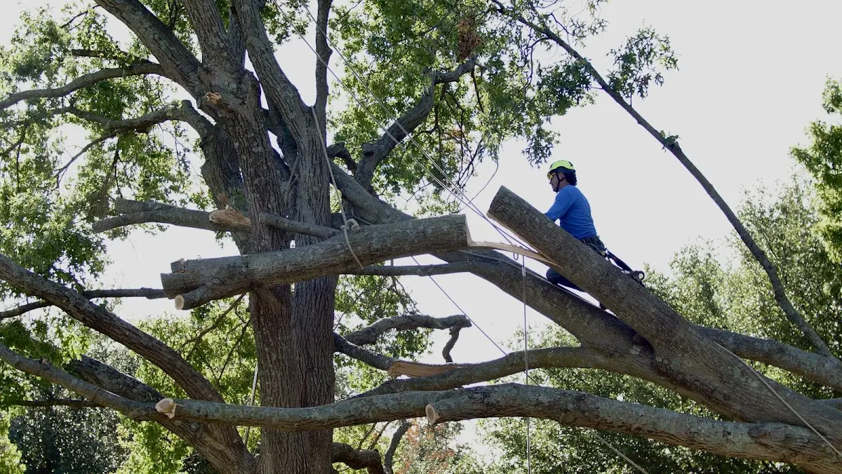 Professional Crown Thinning performed by certified arborists in Grand Marais