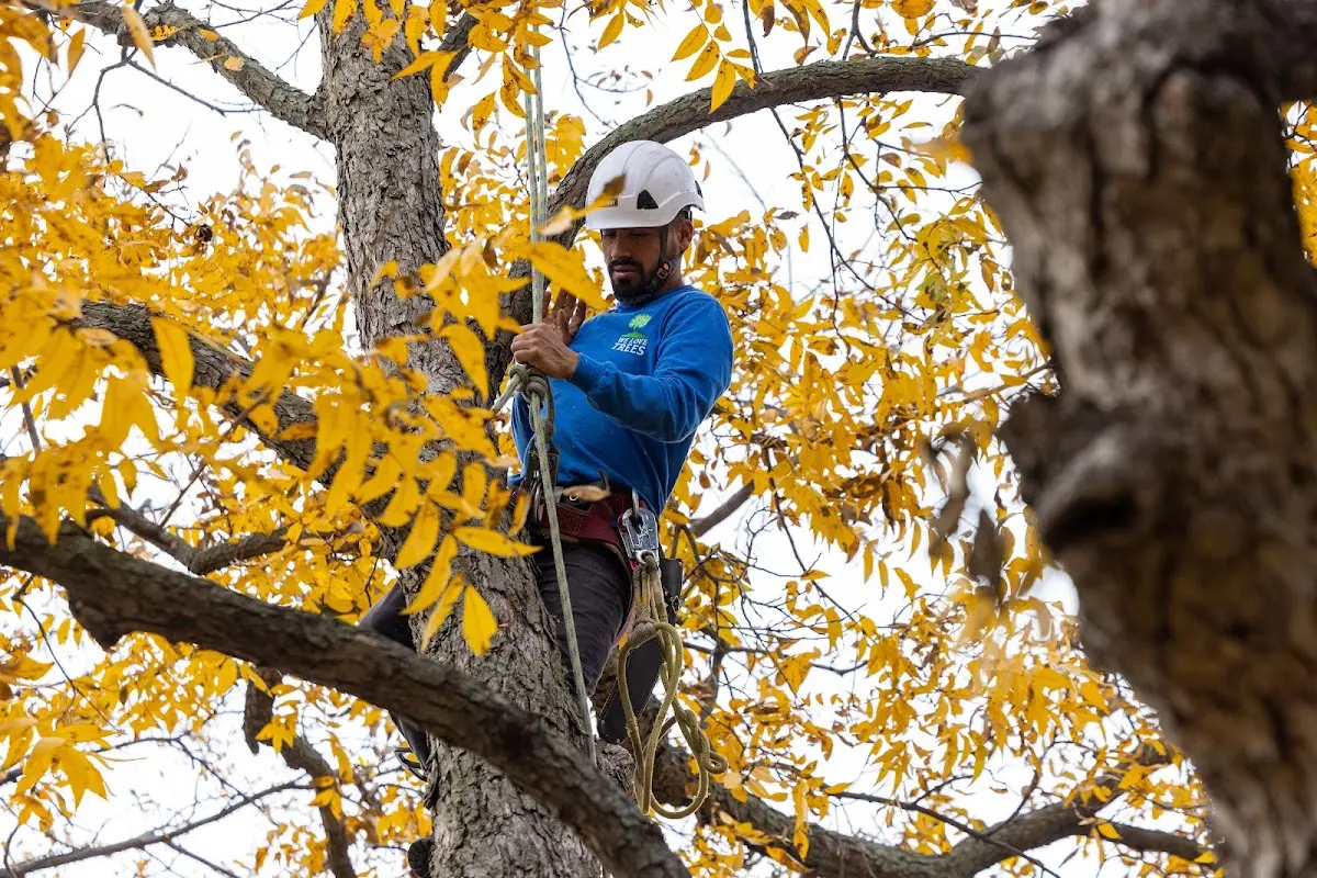 Skilled Tree Pruning crew working in Grand Marais