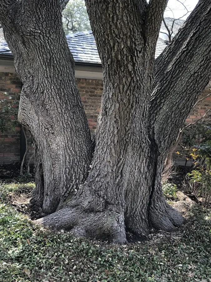 Mature heritage tree close to a Grand Marais property cared for by certified arborists